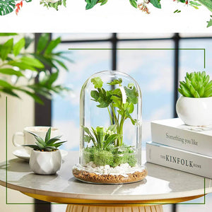 Terrarium Plante Cloche en Verre avec  Base