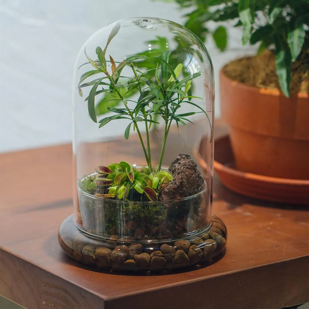 Terrarium Plante Cloche Verre Borosilicate avec Base Ventilée