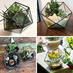 Terrarium Plante Cube Verre avec Structure Métal Élégante