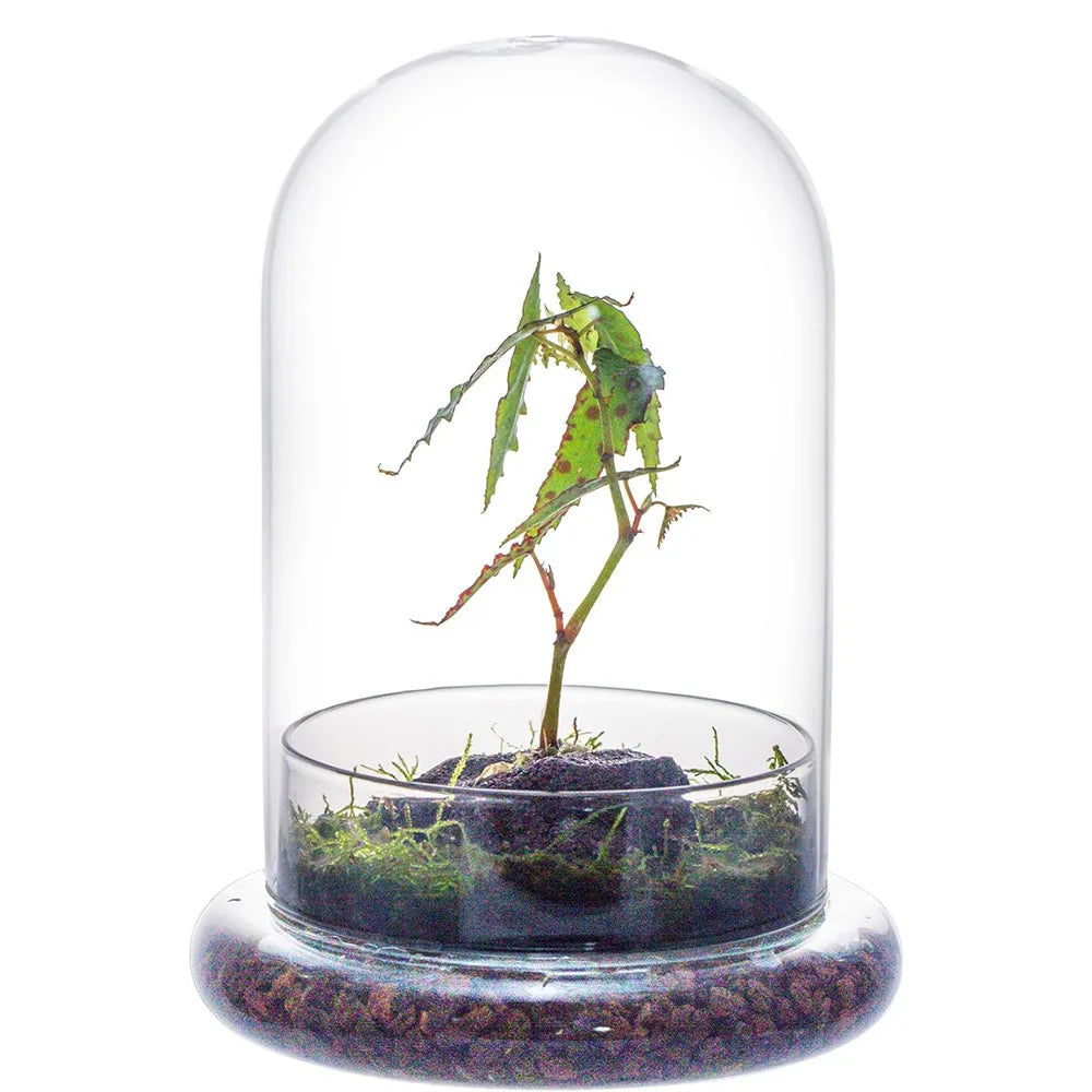 Terrarium Plante Cloche Verre Borosilicate avec Base Ventilée