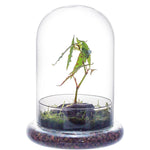 Terrarium Plante Cloche Verre Borosilicate avec Base Ventilée