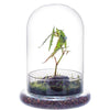 Terrarium Plante Cloche Verre Borosilicate avec Base Ventilée