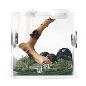 Kit Complet Boîte d'Élevage Reptiles Acrylique