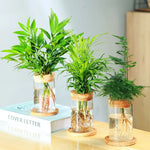 Pot de Fleurs Pour Terrariums