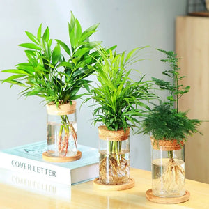 Pot de Fleurs Pour Terrariums