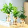 Pot de Fleurs Pour Terrariums