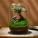 Terrarium Plante Verre Borosilicate Fait Main Hydroponique