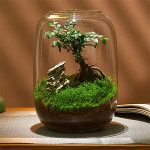 Terrarium Plante Verre Borosilicate Fait Main Hydroponique