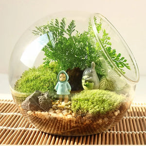 Vase Boules de Verre Borosilicate – Terrarium Moderne Bouche Ouverte - VIVARIUM PRO