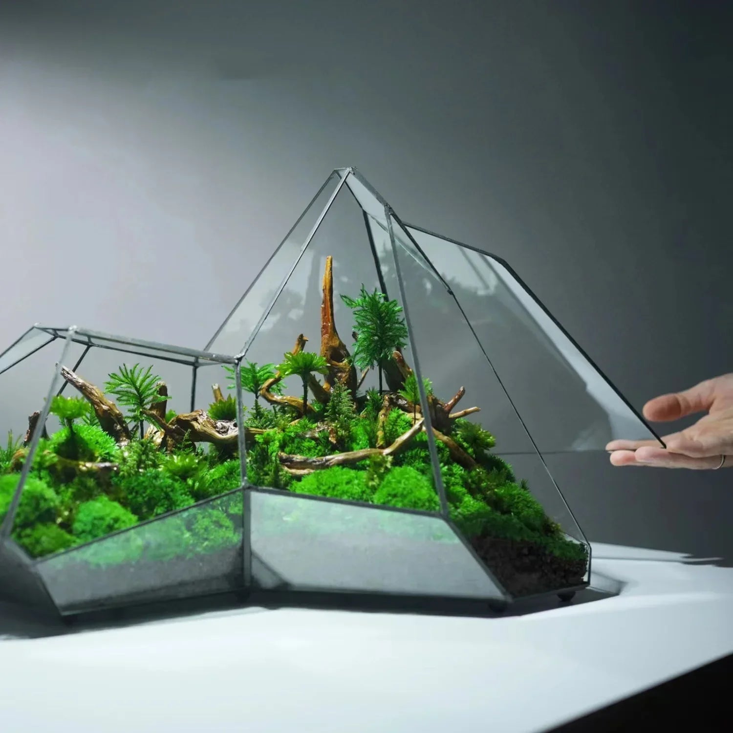 Terrarium Plante Microscopique Verre Métal Soudé Main - VIVARIUM PRO