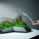 Terrarium Plante Microscopique Verre Métal Soudé Main - VIVARIUM PRO