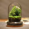 Terrarium Plante Dôme Verre Borosilicate Artisanal Européen