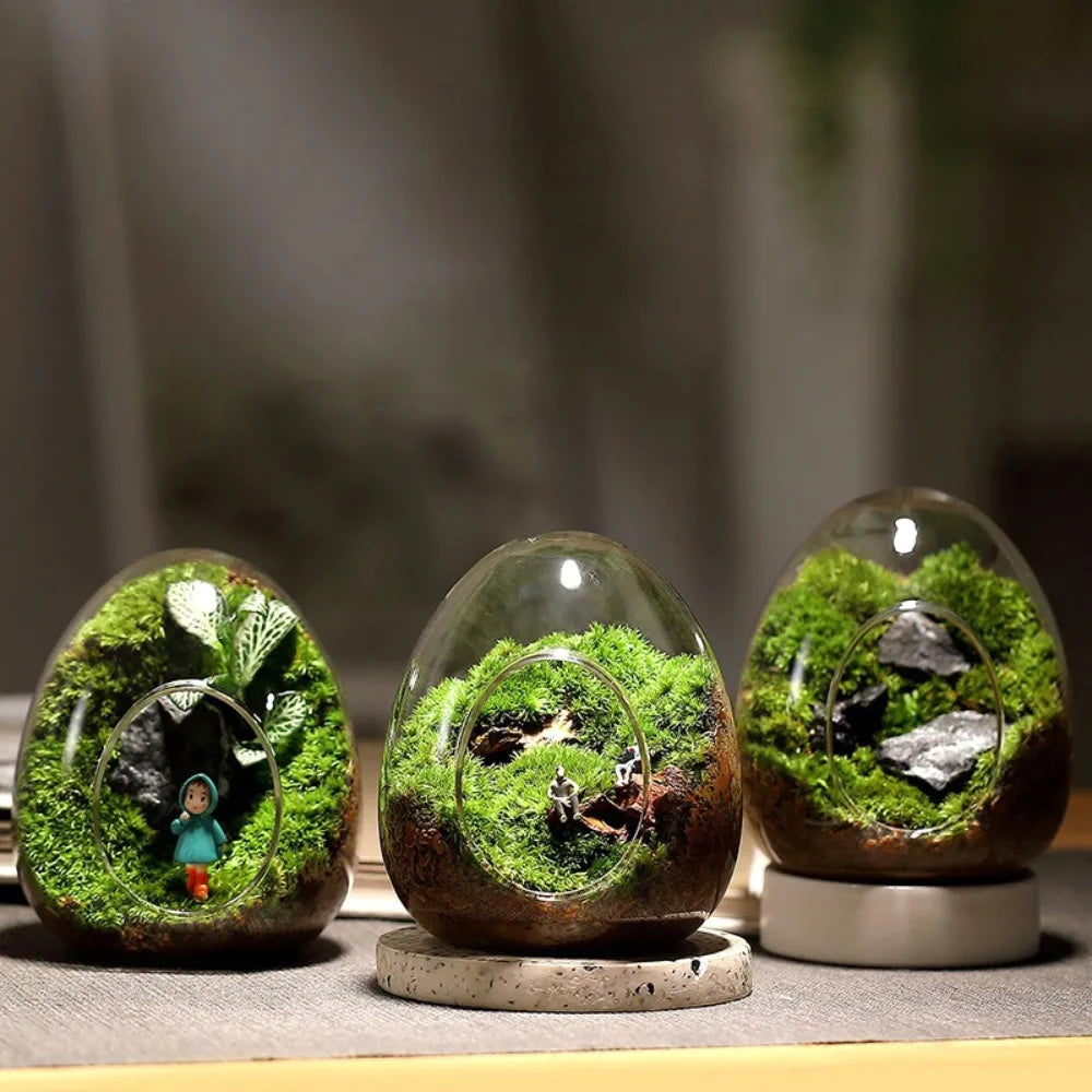 Terrarium Plante Verre Borosilicate Transparent - VIVARIUM PRO