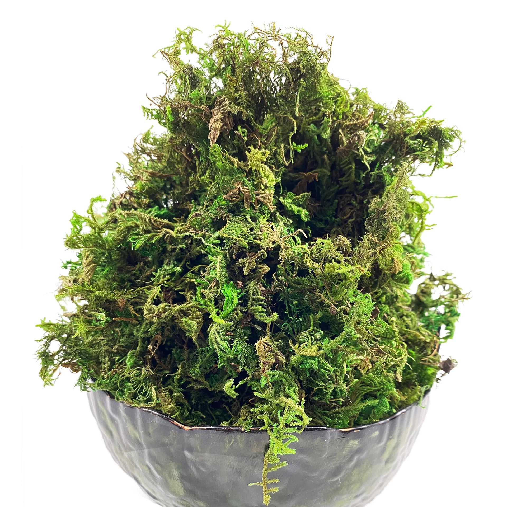 Mousse Artificielle Rotin Terrarium et Aménagement Paysager