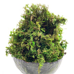 Mousse Artificielle Rotin Terrarium et Aménagement Paysager