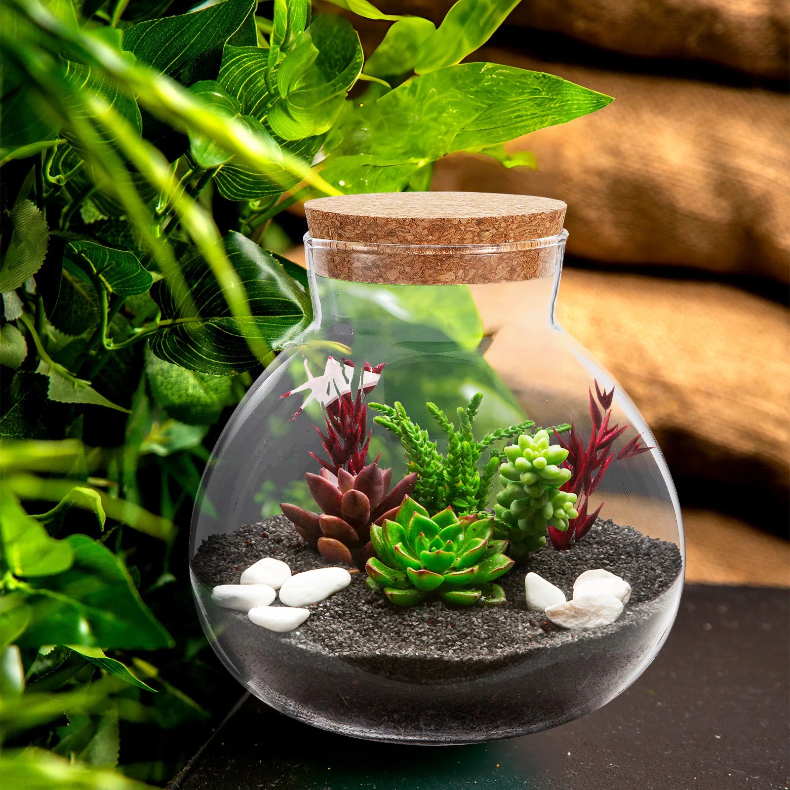 Terrarium Plante DIY en Verre avec Bouchon Liège