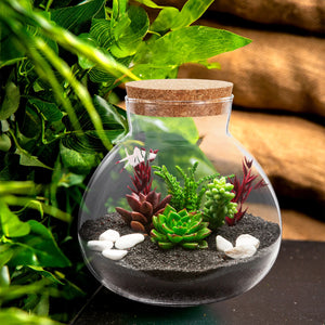 Terrarium Plante DIY en Verre avec Bouchon Liège