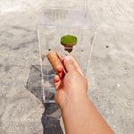 Terrarium Acrylique 360 Degrés