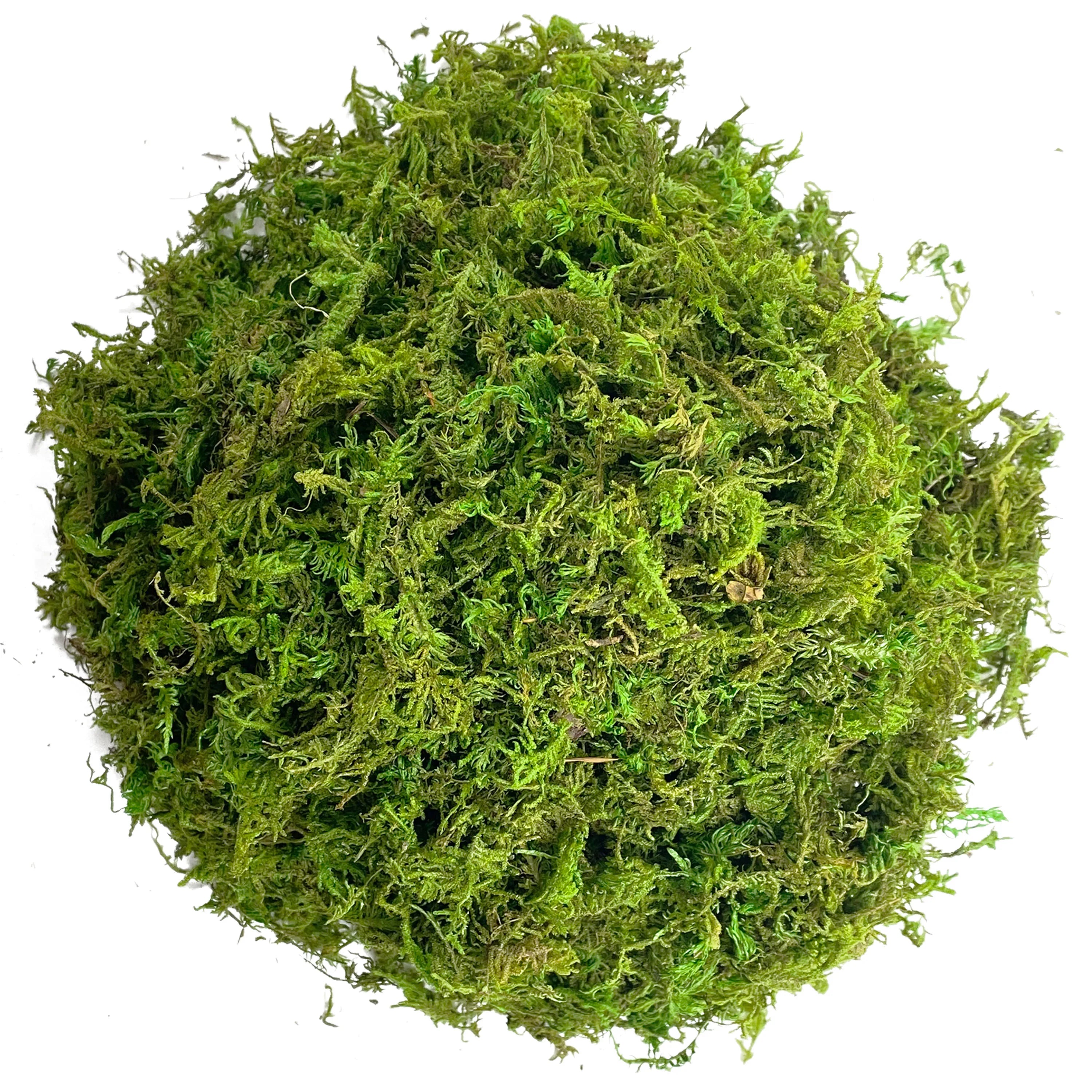 Mousse Artificielle Rotin Terrarium et Aménagement Paysager