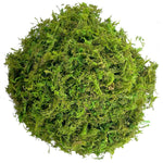 Mousse Artificielle Rotin Terrarium et Aménagement Paysager