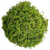 Mousse Artificielle Rotin Terrarium et Aménagement Paysager