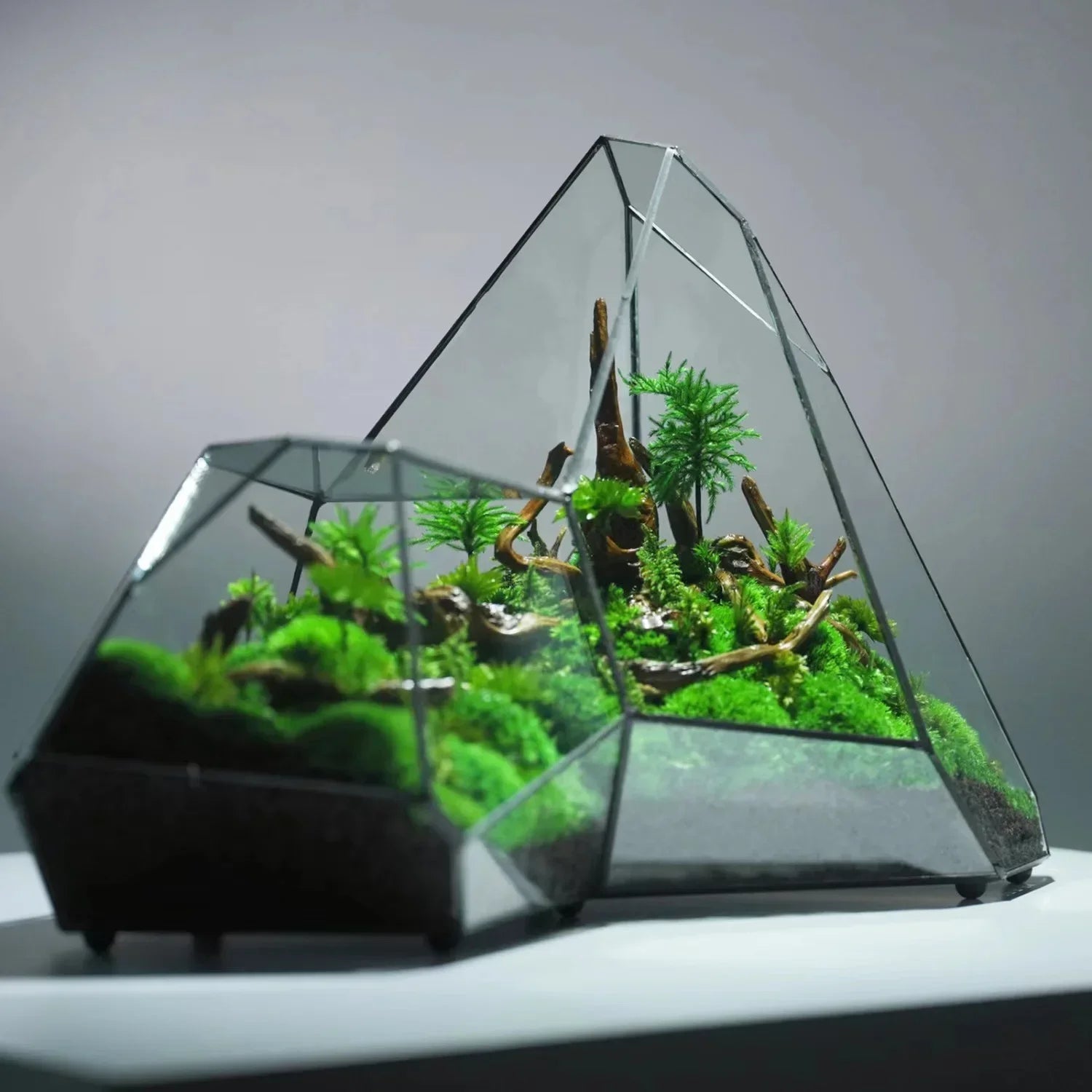 Terrarium Plante Microscopique Verre Métal Soudé Main - VIVARIUM PRO