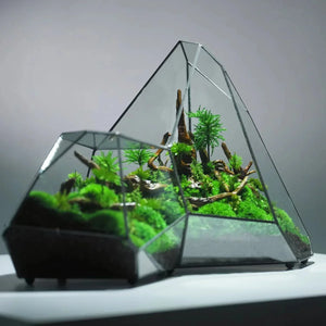 Terrarium Plante Microscopique Verre Métal Soudé Main - VIVARIUM PRO