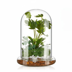 Terrarium Plante Cloche en Verre avec  Base