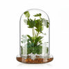Terrarium Plante Cloche en Verre avec  Base