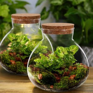 Terrarium Plante DIY en Verre avec Bouchon Liège