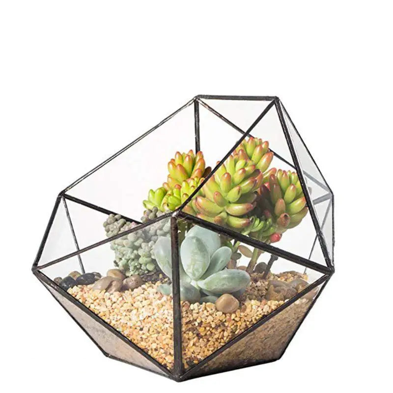 Terrarium Plante Cube Verre avec Structure Métal Élégante