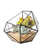 Terrarium Plante Cube Verre avec Structure Métal Élégante