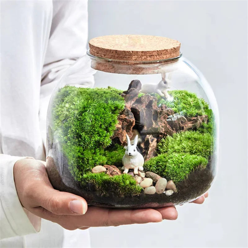 Terrarium Plante en Vase Borosilicate