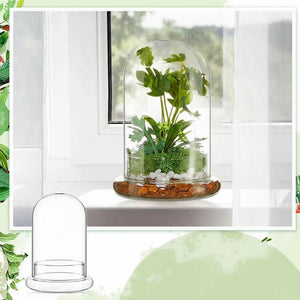 Terrarium Plante Cloche en Verre avec  Base
