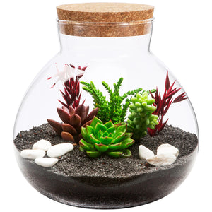 Terrarium Plante DIY en Verre avec Bouchon Liège