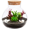 Terrarium Plante DIY en Verre avec Bouchon Liège