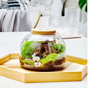 Terrarium Plante en Vase Borosilicate