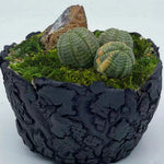 Mousse Artificielle Rotin Terrarium et Aménagement Paysager