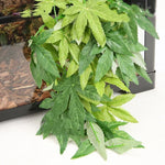 Plante Terrarium Vigne Suspendue Résine