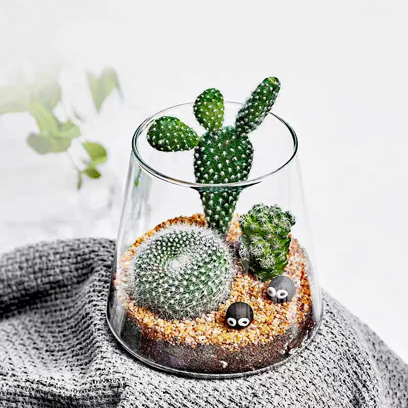 Terrarium Plante en Verre Borosilicate