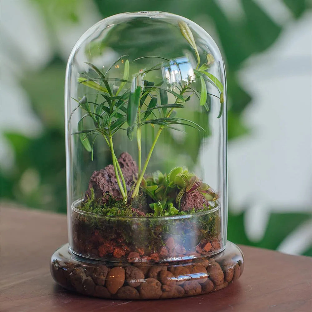 Terrarium Plante Cloche Verre Borosilicate avec Base Ventilée