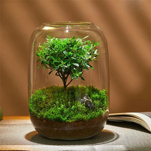 Terrarium Plante Verre Borosilicate Fait Main Hydroponique