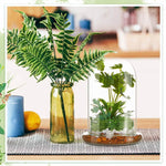 Terrarium Plante Cloche en Verre avec  Base
