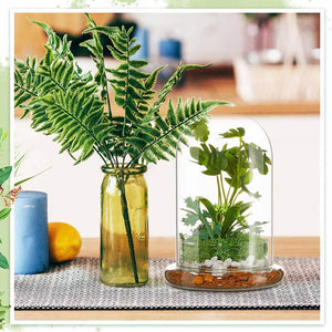Terrarium Plante Cloche en Verre avec  Base