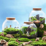 Terrarium Plante en Vase Borosilicate