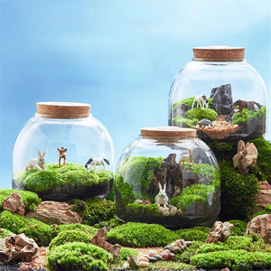 Terrarium Plante en Vase Borosilicate