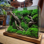 Terrarium Plante Géométrique Verre Métal pour Écosystème Tropical - VIVARIUM PRO
