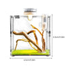 Boîte d'Élevage pour Reptiles et Insectes – Terrarium Acrylique Transparent