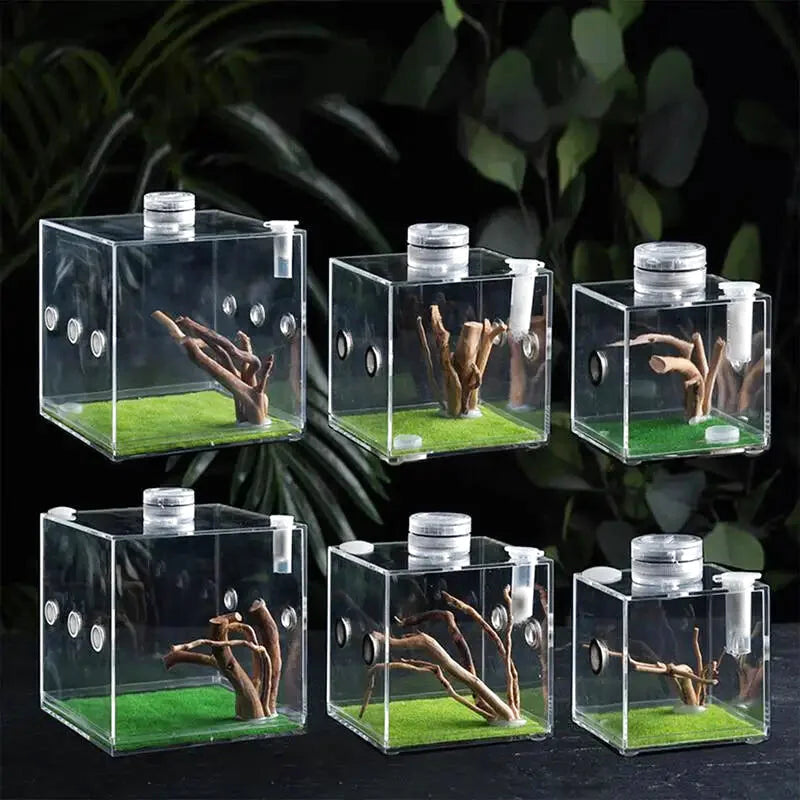 Boîte d'Élevage pour Reptiles et Insectes – Terrarium Acrylique Transparent