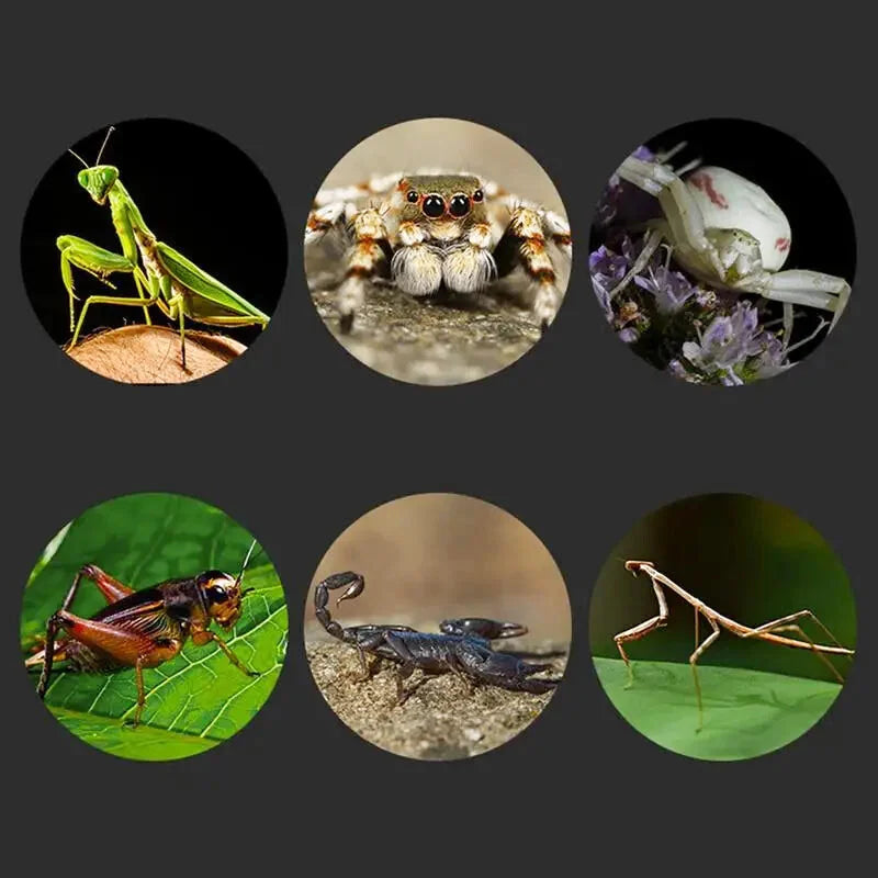 Boîte d'Élevage pour Reptiles et Insectes – Terrarium Acrylique Transparent